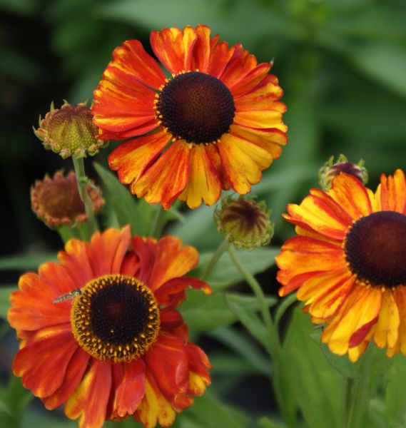 Sonnenbraut Sahins Early Flowerer (Helenium Hybride Sahins Early Flowerer)