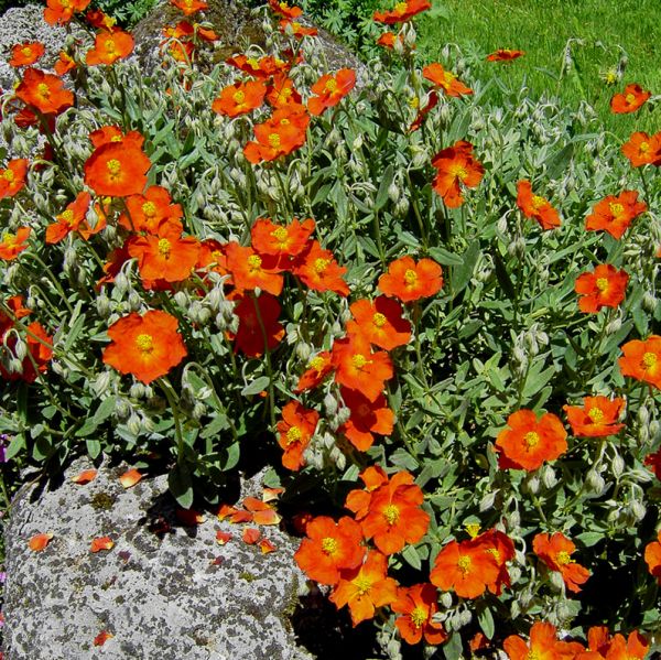 Sonnenröschen Henfield Brilliant (Helianthemum Hybride Henfield Brilliant)