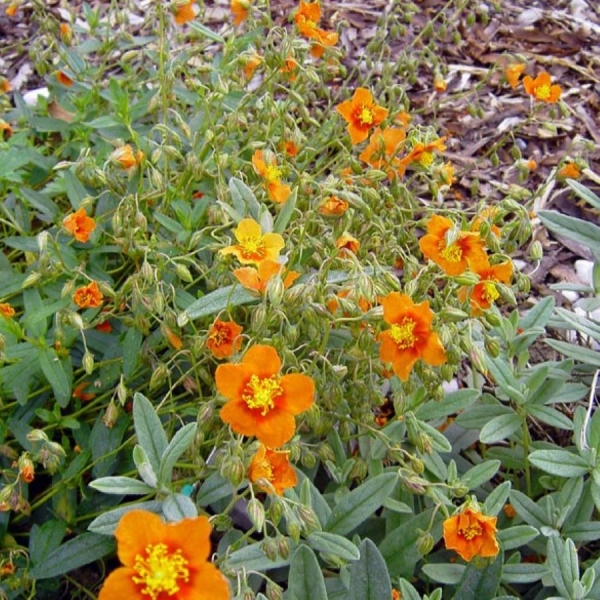 Sonnenröschen Bronzeteppich (Helianthemum cultorum x Bronzeteppich)