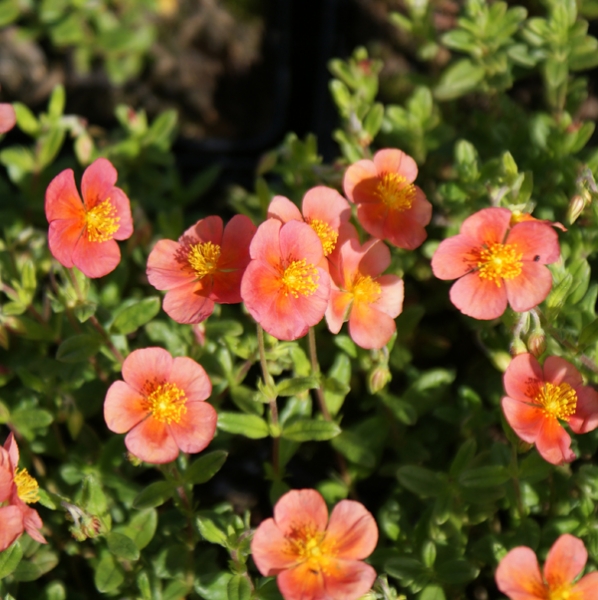 Sonnenröschen Mette (Helianthemum cultorum x Mette)