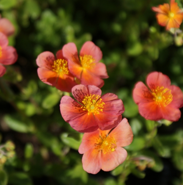 Sonnenröschen Mette (Helianthemum cultorum x Mette)