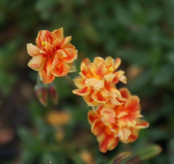 Sonnenröschen Birch Double (Helianthemum Hybride Birch Double)