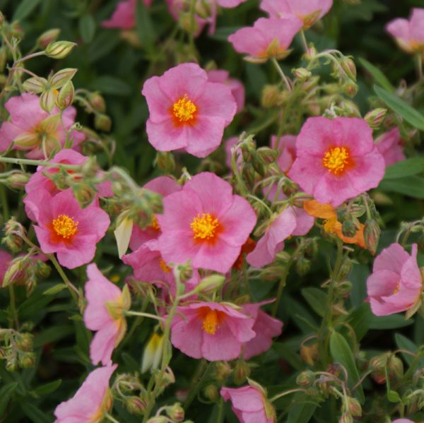 Sonnenröschen Lawrenson Pink (Helianthemum Hybride Lawrensons Pink)