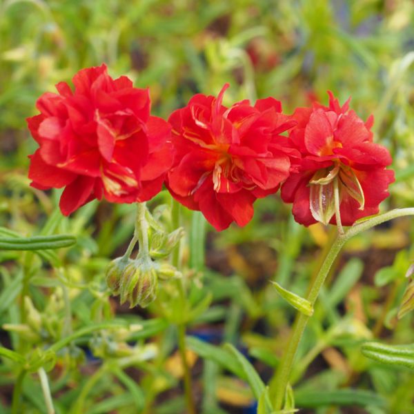 Sonnenröschen Rubin (Helianthemum Hybride Rubin, Amabile Plenum)