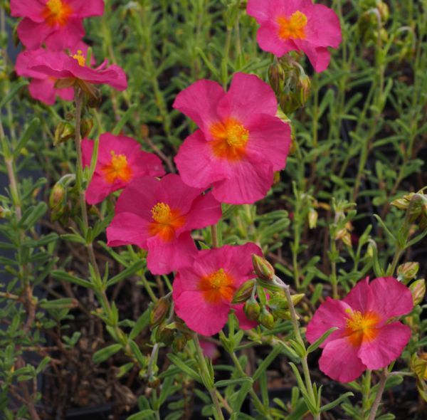 Sonnenröschen Ben Hope (Helianthemum Hybride Ben Hope)