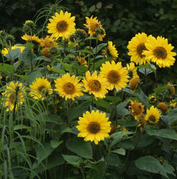 Stauden-Sonnenblume Triomphe de Gand (Helianthus decapetalus Triomphe de Gand)
