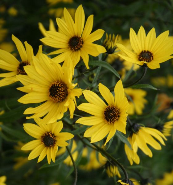 Feinblättrige Sonnenblume (Helianthus orgyalis)