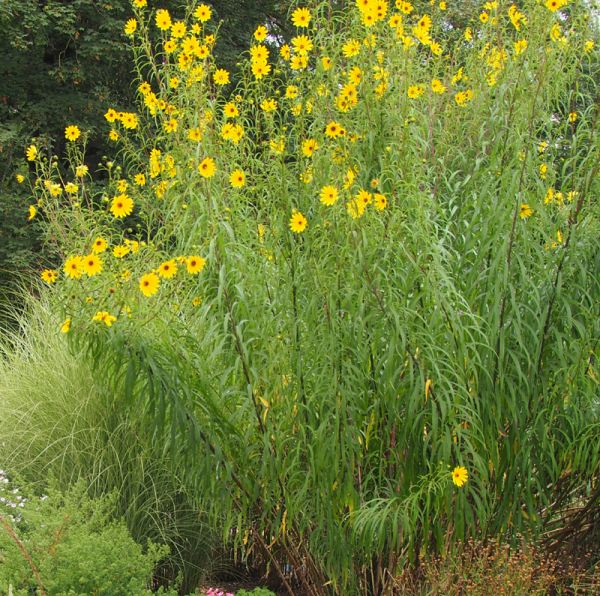 Feinblättrige Sonnenblume (Helianthus orgyalis)