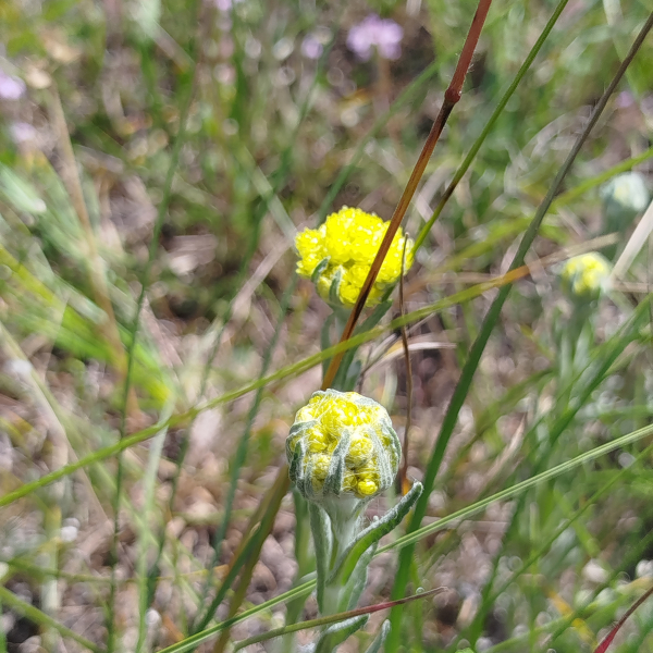 Sandkraut (Helichrysum arenarium)