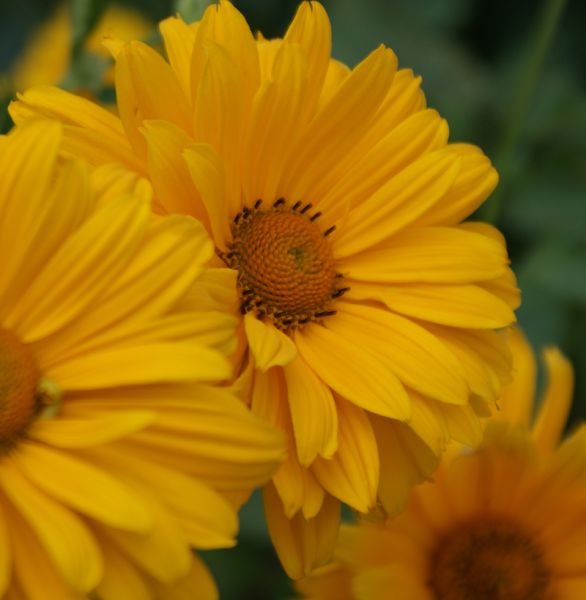 Sonnenauge Venus (Heliopsis scabra Venus)