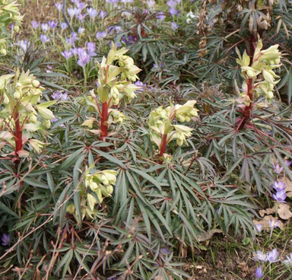 Palmblatt Nieswurz (Helleborus foetidus)