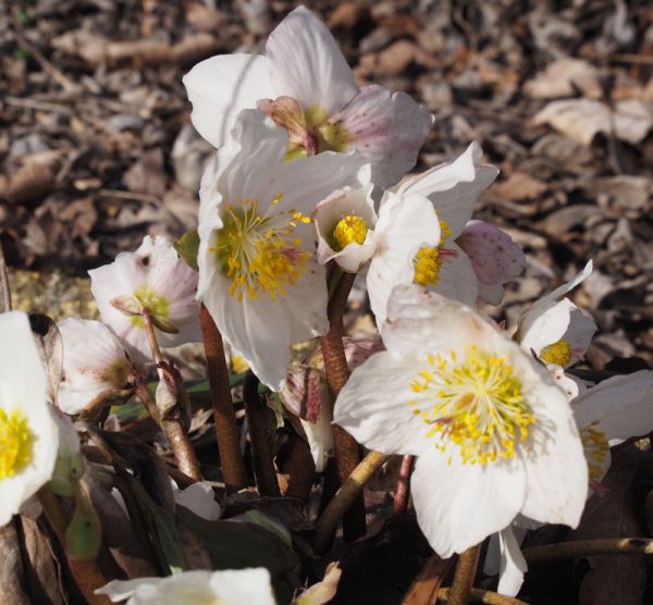 Christrose (Helleborus niger)