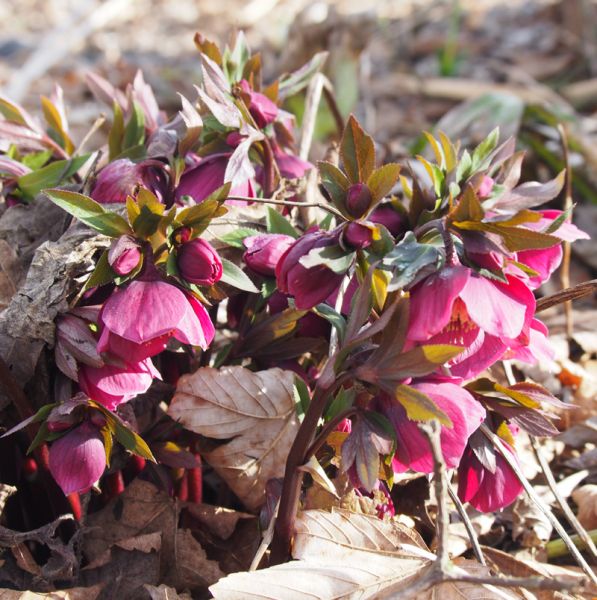 Purpur-Christrose (Helleborus orientalis)