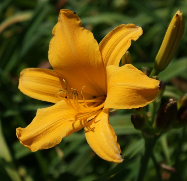 Taglilie Aten (Hemerocallis Hybr.)