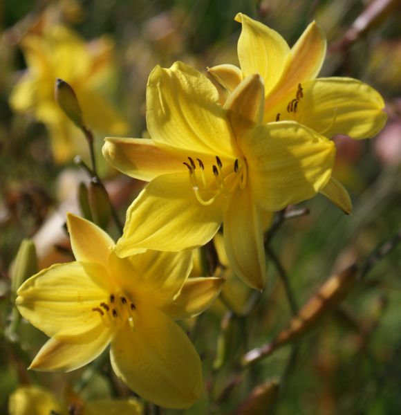 Taglilie Corky (Hemerocallis hybr. Corky)