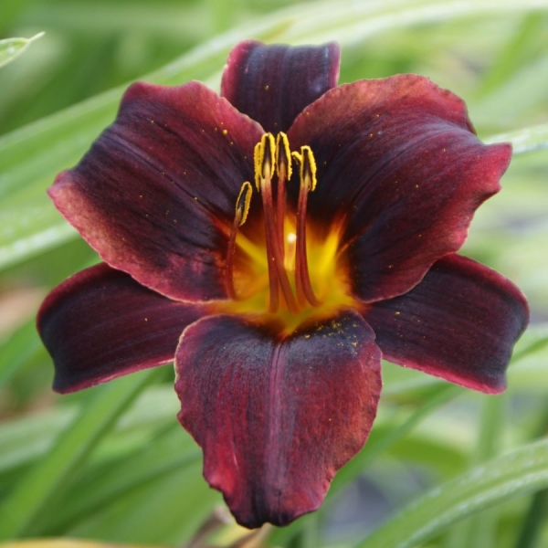 Taglilie Chocolate Candy (Hemerocallis hybr. Chocolate Candy)