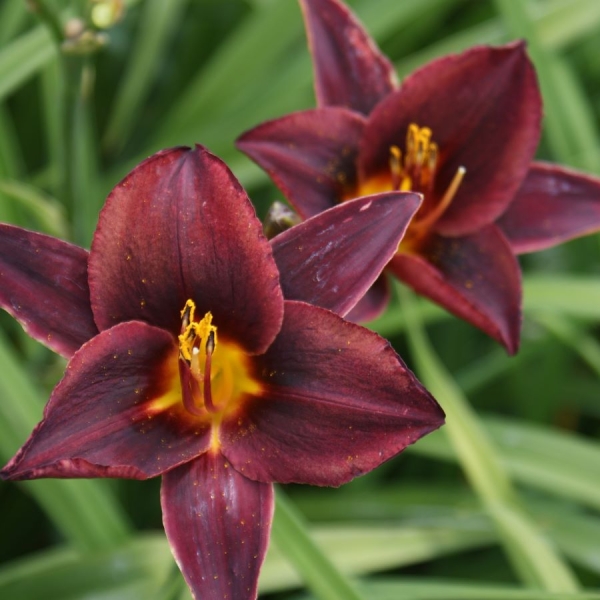 Taglilie Chocolate Candy (Hemerocallis hybr. Chocolate Candy)