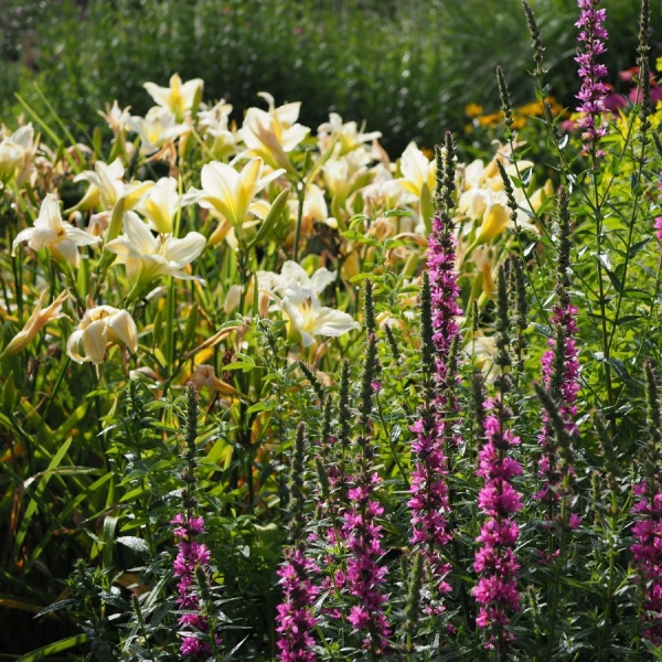 Taglilie Dad´s Best White (Hemerocallis hybr. Dad´s Best White)