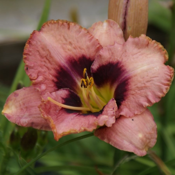 Taglilie Daring Deception (Hemerocallis hybr. Daring Deception)