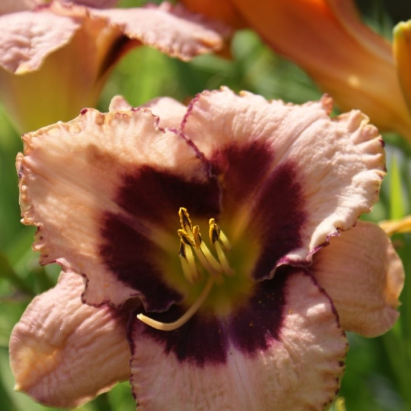 Taglilie Daring Deception (Hemerocallis hybr. Daring Deception)