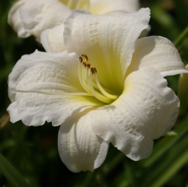 Taglilie Gentle Shepard (Hemerocallis hybr.)