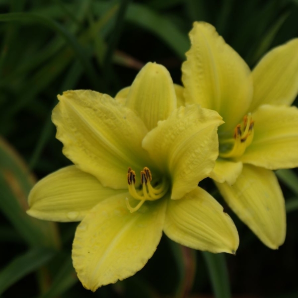 Taglilie Green Flutter (Hemerocallis Hybr.)