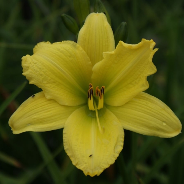 Taglilie Green Flutter (Hemerocallis Hybr.)