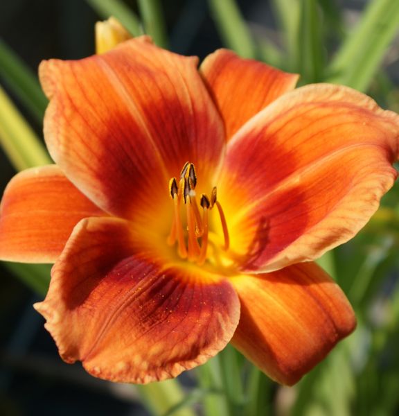 Taglilie Holiday Delight (Hemerocallis hybr.)