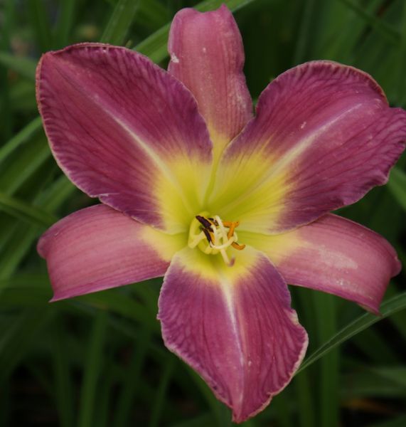Taglilie Lavender Deal (Hemerocallis hybr.)