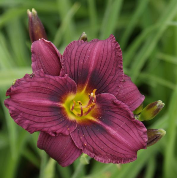 Taglilie Little Grapette (Hemerocallis hybr. )