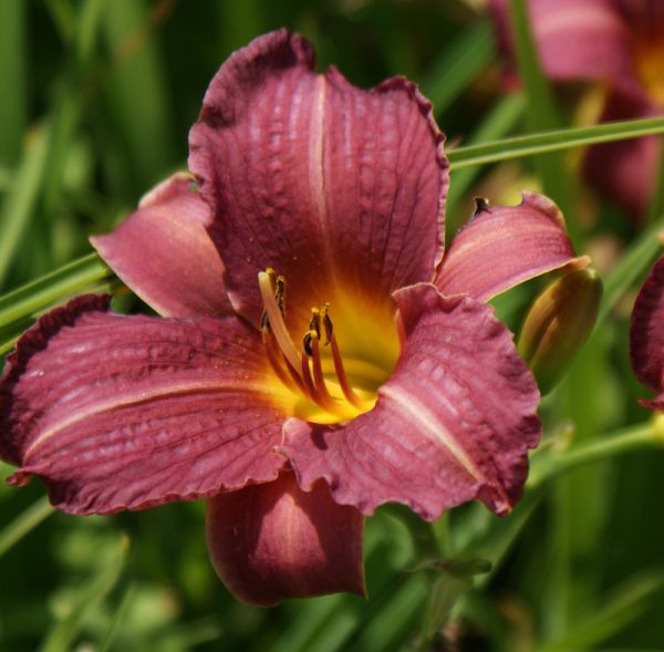 Taglilie Little Wine Cup (Hemerocallis hybr.)