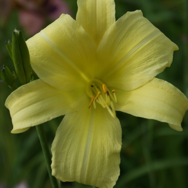 Taglilie Molokai (Hemerocallis hybr. Molokai)