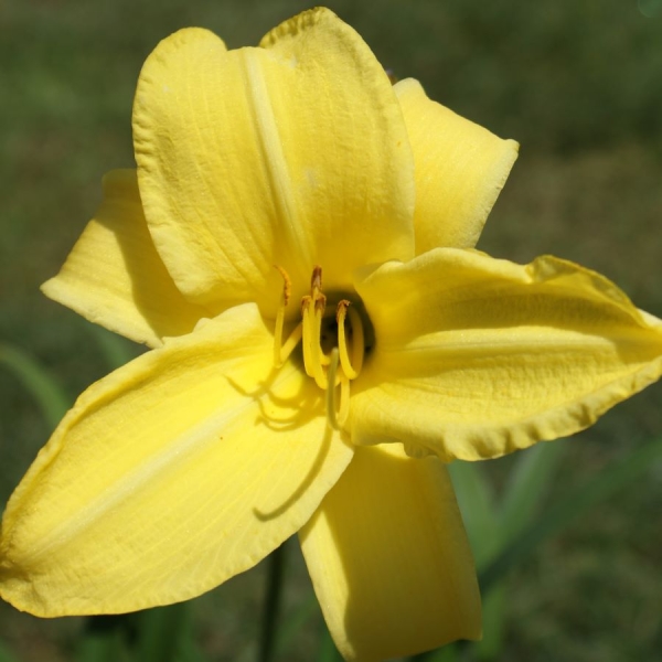 Taglilie Northbrook Star (Hemerocallis hybr. Northbrook Star)