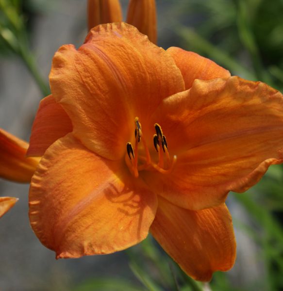 Taglilie Mauna Loa (Hemerocallis hybr.)