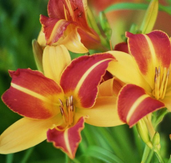 Taglilie Frans Hals (Hemerocallis hybr.)