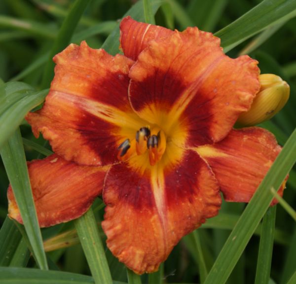 Taglilie All American Tiger (Hemerocallis hybr.)