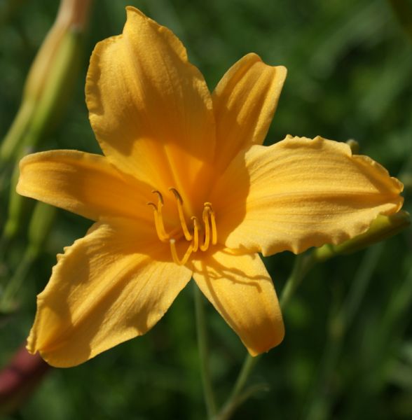 Taglilie August Orange (Hemerocallis hybr.)