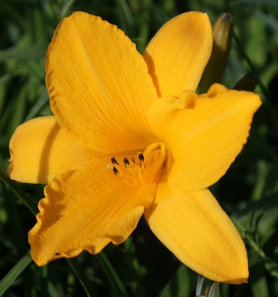 Taglilie Burning Daylight (Hemerocallis hybr.)