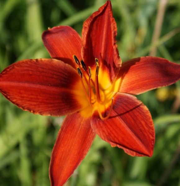 Taglilie Campfire Ambers (Hemerocallis hybr.)