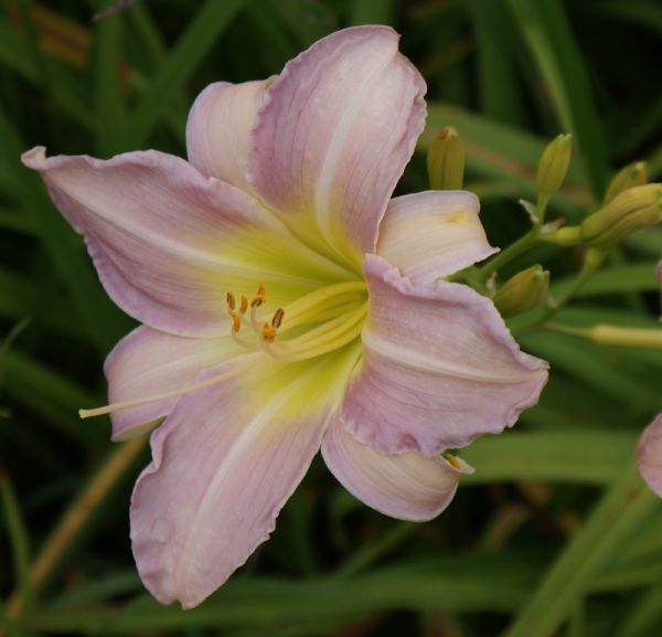 Taglilie Catherine Woodbury (Hemerocallis hybr.)