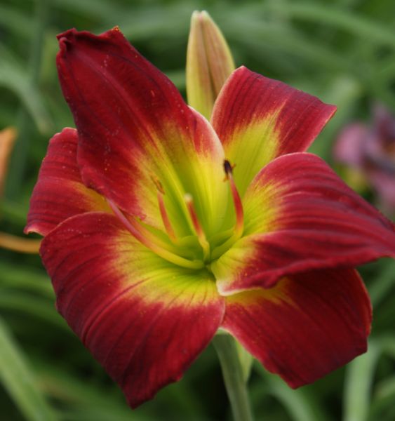 Taglilie Christmas Is (Hemerocallis hybr.)