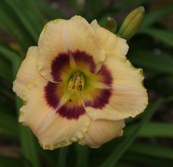 Taglilie Custard Candy (Hemerocallis hybr.)