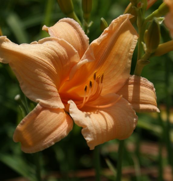 Taglilie Daisy Mc. Carthy (Hemerocallis hybr.)