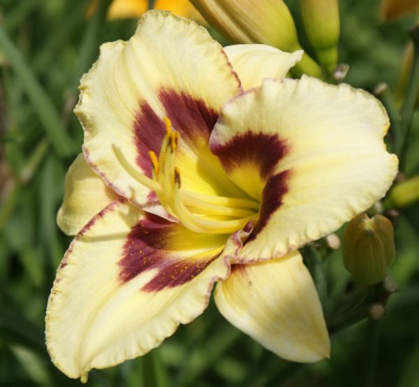 Taglilie El Desperado (Hemerocallis hybr.)