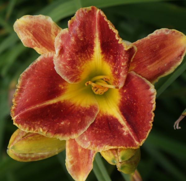 Taglilie Fire and Fog (Hemerocallis hybr.)