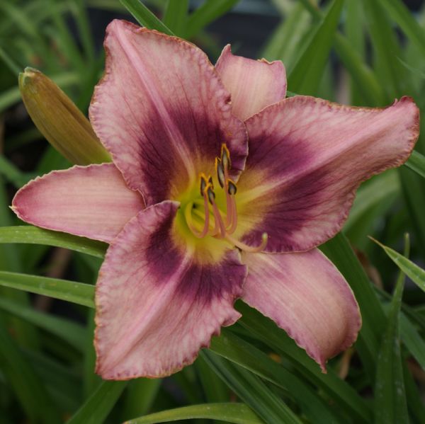 Taglilie French Porcelain (Hemerocallis hybr.)