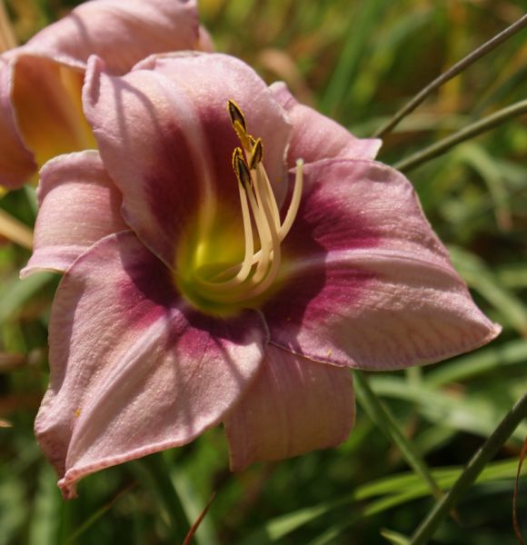 Taglilie Strawberry Candy (Hemerocallis hybr.)