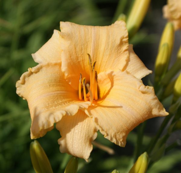 Taglilie Winnie the Pooh (Hemerocallis hybr.)