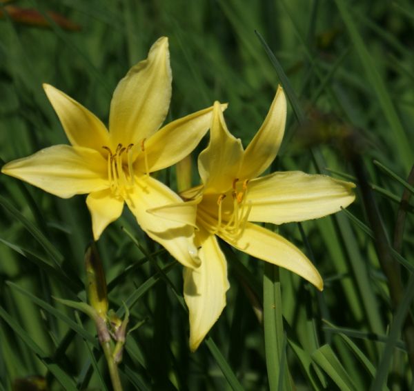 Kleine Taglilie (Hemerocallis minor)