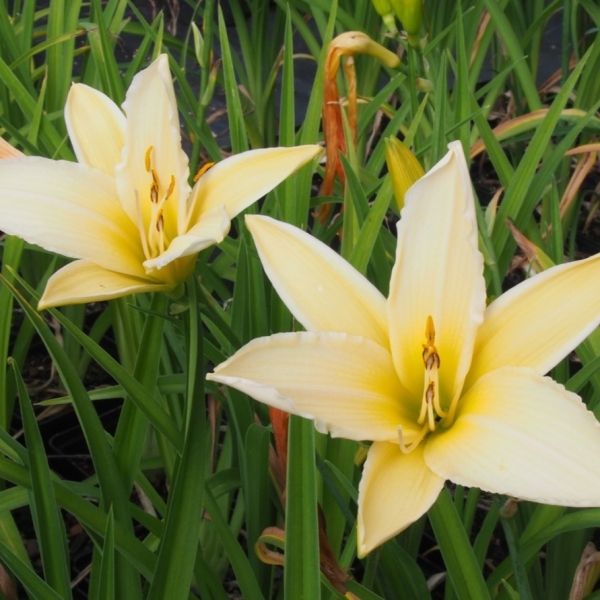 Taglilie Frances Fay (Hemerocallis hybr.)